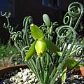 Albuca spiralis, Nhu Nguyen [Shift+click to enlarge, Click to go to wiki entry]