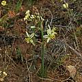Albuca sp, Namaqualand, Mary Sue Ittner [Shift+click to enlarge, Click to go to wiki entry]