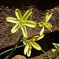 Albuca suaveolens, Nieuwoudtville, Cameron McMaster [Shift+click to enlarge, Click to go to wiki entry]