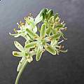 Albuca unifolia, Kamieskroon, John Grimshaw [Shift+click to enlarge, Click to go to wiki entry]
