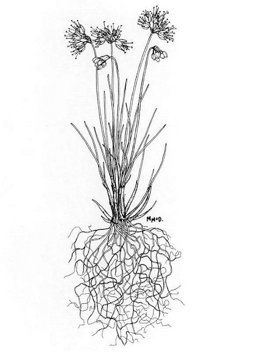 Blue Alliums | Pacific Bulb Society