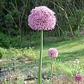 Allium 'Gladiator', Mark McDonough [Shift+click to enlarge, Click to go to wiki entry]