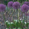 Allium 'Globus', Mark McDonough [Shift+click to enlarge, Click to go to wiki entry]