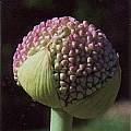 Allium 'Lucy Ball', Mark McDonough [Shift+click to enlarge, Click to go to wiki entry]