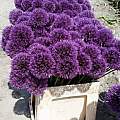 Allium 'Powder Puff', Wietse Mellema [Shift+click to enlarge, Click to go to wiki entry]