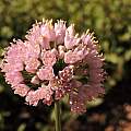 Allium 'Sugar Melt', Travis Owen [Shift+click to enlarge, Click to go to wiki entry]