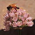 Allium 'Sugar Melt' with a honeybee, Travis Owen