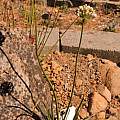 Allium 'Sugar Melt' in the rock garden, Travis Owen