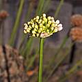 Allium 'Sugar Melt' buds in late July, 2015, Travis Owen