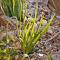 Allium 'Sugar Melt' leaves in early July 2015, Travis Owen