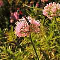 Allium 'Sugar Melt' with a large solitary wasp, Travis Owen