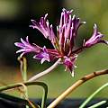Allium abramsii, Mary Sue Ittner