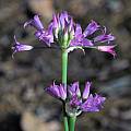 Allium acuminatum