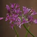 Allium acuminatum, Mary Sue Ittner