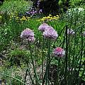 Allium altyncolicum 'Blue Spear', Mark McDonough [Shift+click to enlarge, Click to go to wiki entry]