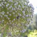 Allium ampeloprasum var. ampeloprasum with small bee, Travis Owen