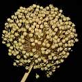 Allium ampeloprasum var ampeloprasum seed pods, Travis Owen