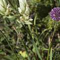 Allium amphibolum