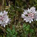 Allium amplectens, Vina Plains, Mary Sue Ittner