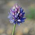 Allium ascalonicum, Oron Peri [Shift+click to enlarge, Click to go to wiki entry]