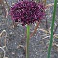 Allium atropurpureum, Mark McDonough [Shift+click to enlarge, Click to go to wiki entry]