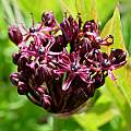 Allium atropurpureum, Martin Bohnet