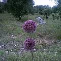 Allium atroviolaceum, Angelo Porcelli [Shift+click to enlarge, Click to go to wiki entry]
