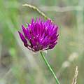 Allium barsczeweskii, Oron Peri [Shift+click to enlarge, Click to go to wiki entry]