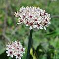 Allium basalticum, Oron Peri [Shift+click to enlarge, Click to go to wiki entry]