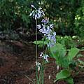 Allium beesianum, Mark McDonough