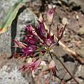 Allium bolanderi, Nhu Nguyen
