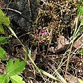 Allium bolanderi, in habitat, Nhu Nguyen