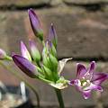 Allium bolanderi, inflorescence, Nhu Nguyen