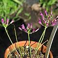 Allium bolanderi, flower, Nhu Nguyen