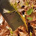Allium bolanderi var. mirabile relative size, Travis Owen