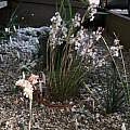 Allium callimischon ssp. callimischon, Rimmer de Vries