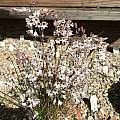 Allium callimischon ssp. haemostictum, Rimmer de Vries