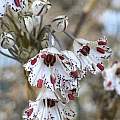 Allium callimischon ssp. haemostictum, Rimmer de Vries