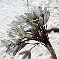 Allium callimischon ssp. callimischon, John Lonsdale