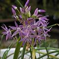 Allium campanulatum, Mary Sue Ittner [Shift+click to enlarge, Click to go to wiki entry]
