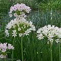Allium canadense forma florosum, Mark McDonough