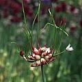 Allium canadense with bulbils, Mark McDonough