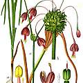 Allium carinatum with bulbils, Deutschlands Flora in Abbildungen (nur Tafeln)