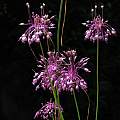 Allium carinatum ssp. pulchellum, Nhu Nguyen [Shift+click to enlarge, Click to go to wiki entry]