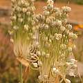 Allium carinatum ssp. pulchellum f. album seed pods, Travis Owen