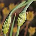 Allium carinatum ssp. pulchellum f. album, Travis Owen