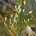 Allium carinatum ssp. pulchellum f. album, Travis Owen