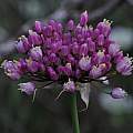 Allium caemeli, Gideon Pisanty