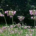 Allium cernuum, Mark McDonough