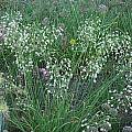 Allium cernuum 'Oxy White', Mark McDonough